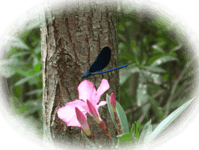 Yumuşak doku tümörleri